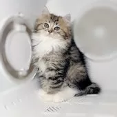 ブリティッシュMIX【大阪府・男の子・2025年7月2日・ブラックタビー&ホワイト♡】の写真3