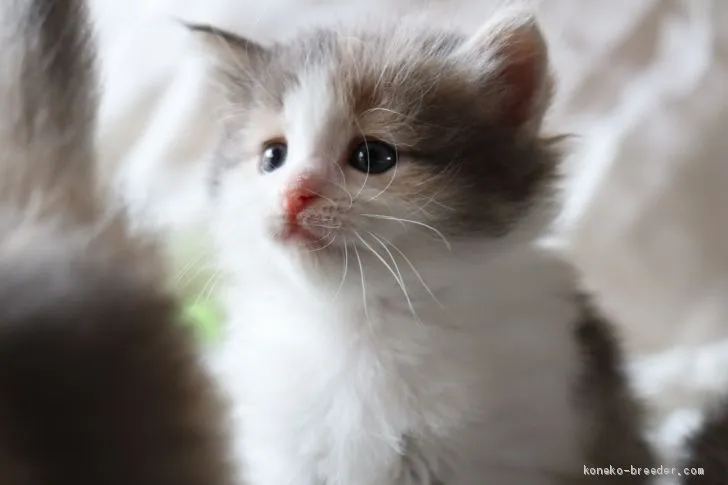 ID:2102-01111の子猫