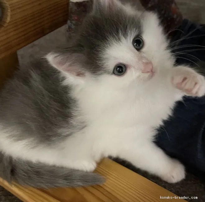 ID：2102-01113の子猫