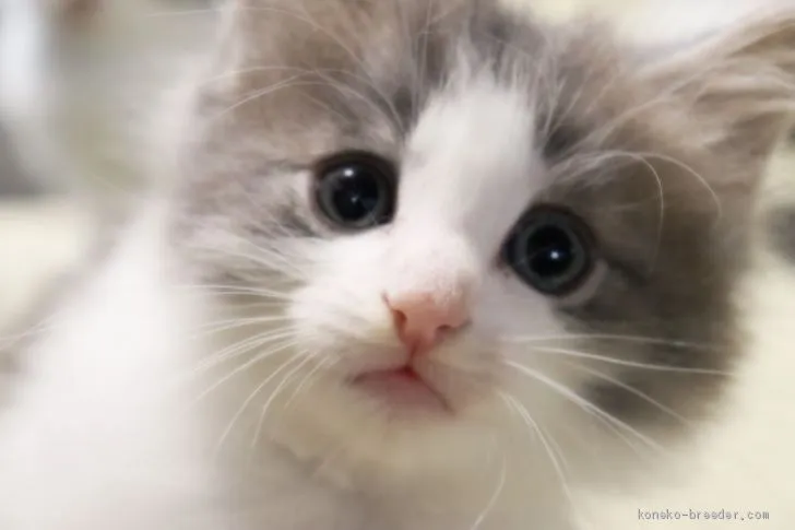 ID：2010-00656の子猫