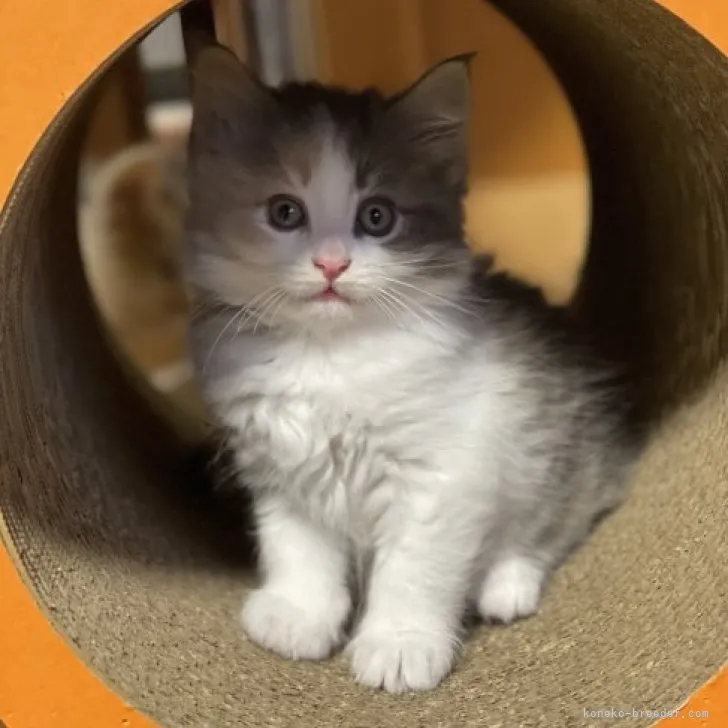 ID：2306-02387の子猫