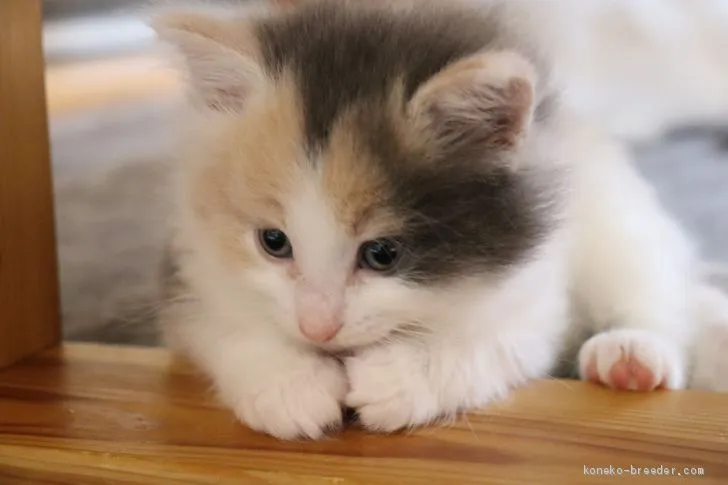 ID：2102-01275の子猫