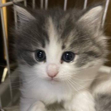 ノルウェージャンフォレストキャット【富山県・女の子・2024年1月17日・パステル三毛】の写真「とっても美形の綺麗なお顔立ち」