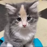 ノルウェージャンフォレストキャット【富山県・女の子・2024年5月24日・ブルーパッチドタビーアンドホワイト】の写真2