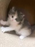 ノルウェージャンフォレストキャット【富山県・女の子・2024年1月17日・パステル三毛】の写真3