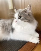 ノルウェージャンフォレストキャット【・女の子・2018年7月5日・ブルーマッカレルタビー&ホワイト】