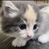 ノルウェージャンフォレストキャット【富山県・女の子・2024年5月24日・ブルーパッチドタビーアンドホワイト】の写真3