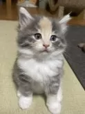 ノルウェージャンフォレストキャット【富山県・女の子・2024年5月24日・ブルーパッチドタビーアンドホワイト】の写真4