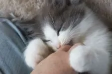 ノルウェージャンフォレストキャット【富山県・男の子・2020年8月28日・ブルーマッカレルタビー&ホワイト】の写真4「触られる事が大好き❤️」