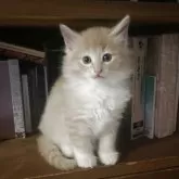 ノルウェージャンフォレストキャット【富山県・男の子・2025年9月16日・クリームタビーアンドホワイト】の写真5