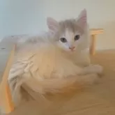 ノルウェージャンフォレストキャット【富山県・女の子・2025年9月16日・クリームタビーアンドホワイト】の写真7