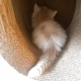 ノルウェージャンフォレストキャット【富山県・女の子・2025年9月16日・クリームタビーアンドホワイト】の写真4