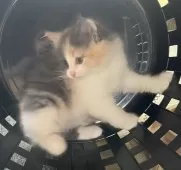 ノルウェージャンフォレストキャット【富山県・女の子・2024年10月24日・ダイリュートキャリコ】の写真14