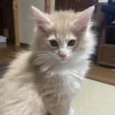 ノルウェージャンフォレストキャット【富山県・男の子・2025年9月16日・クリームタビーアンドホワイト】の写真14