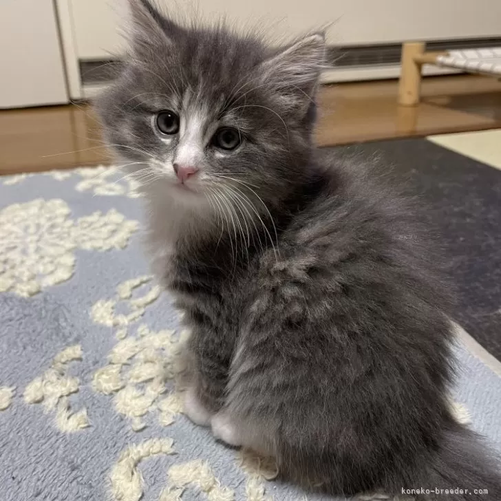 ハル 様のお迎えした子猫