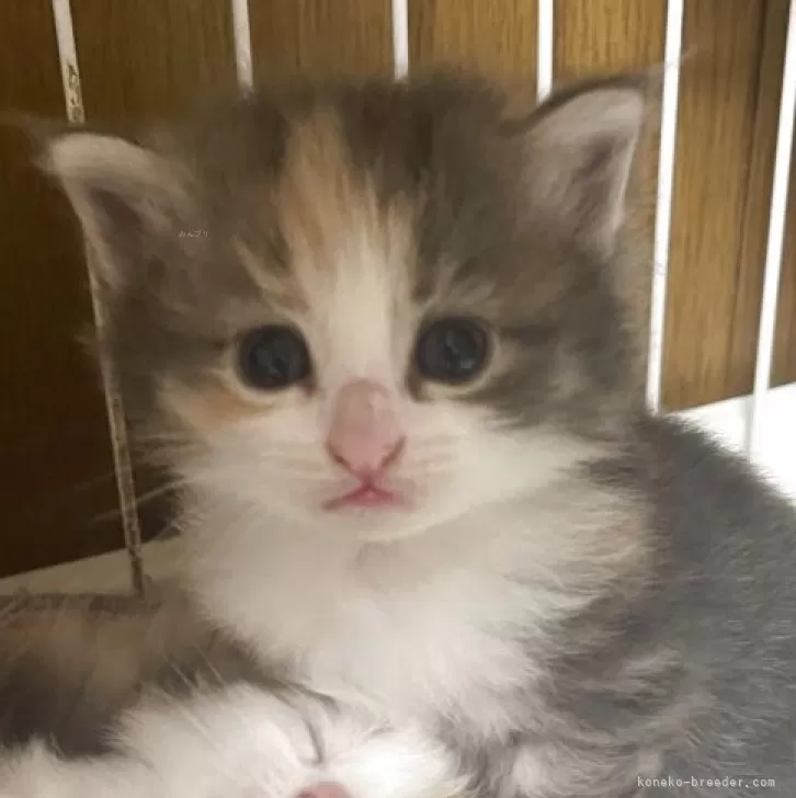 ID：2510-01106の子猫