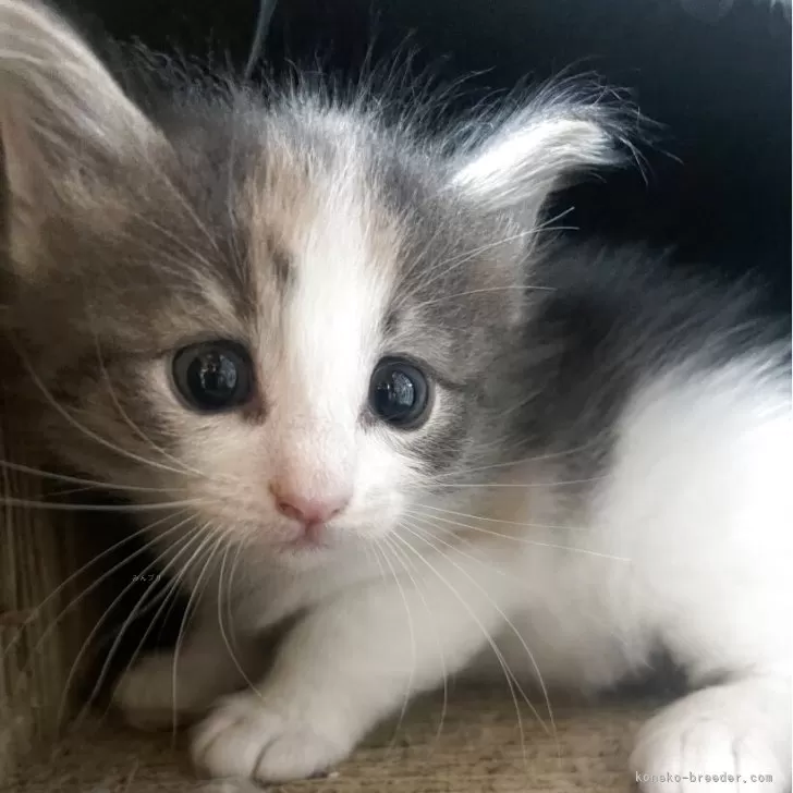 ID：2507-02711の子猫