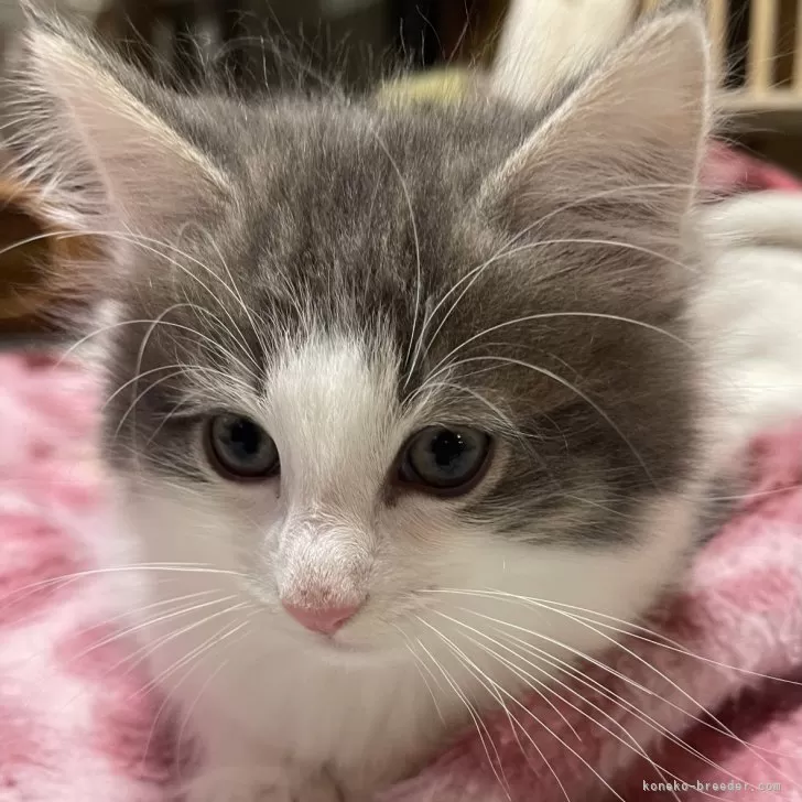 ID：2501-01402の子猫