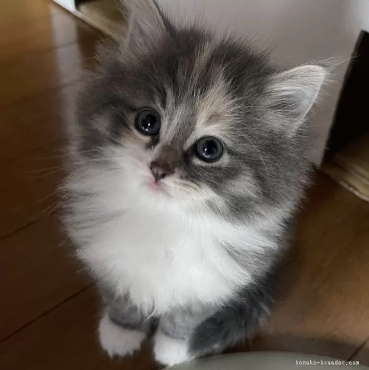 ID:2501-01406の子猫