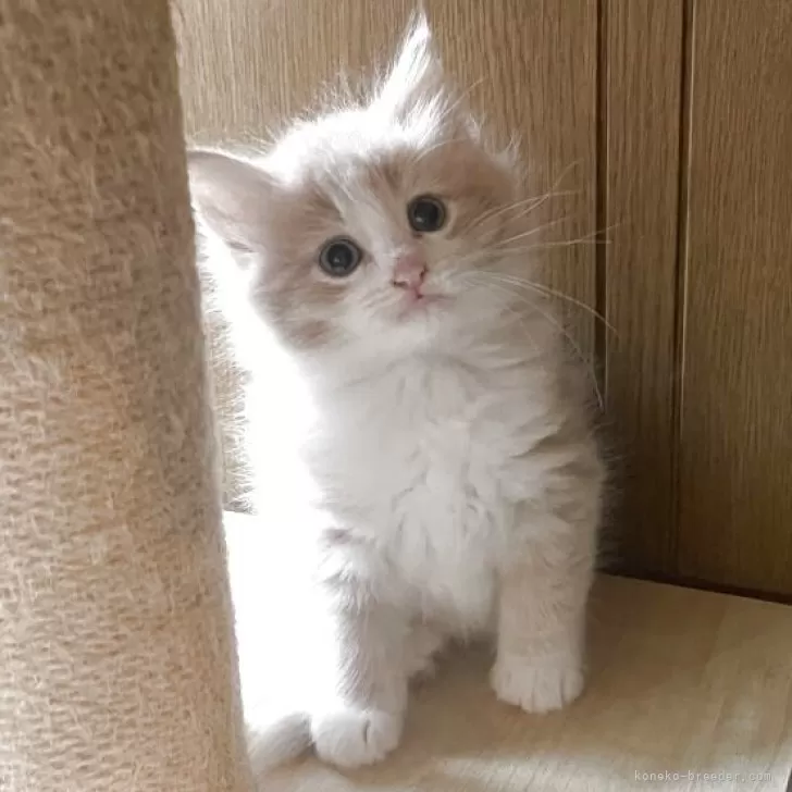 ID：2510-01512の子猫