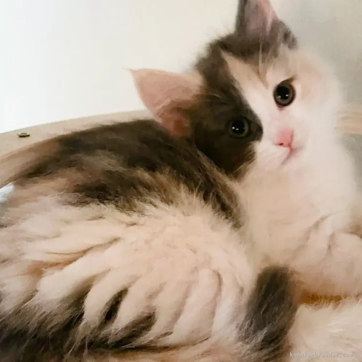 ID:2411-02382の子猫