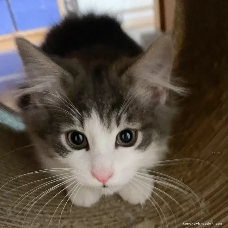 ID:2411-01961の子猫