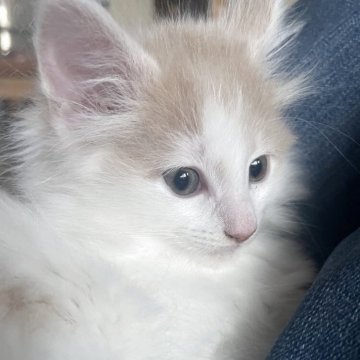ノルウェージャンフォレストキャット【富山県・女の子・2025年9月16日・クリームタビーアンドホワイト】の写真「綺麗な白地にクリームのパステル猫」