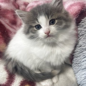 ノルウェージャンフォレストキャット【富山県・女の子・2025年12月1日・ブルートービーホワイト】の写真「体が真っ白な綺麗な色です」