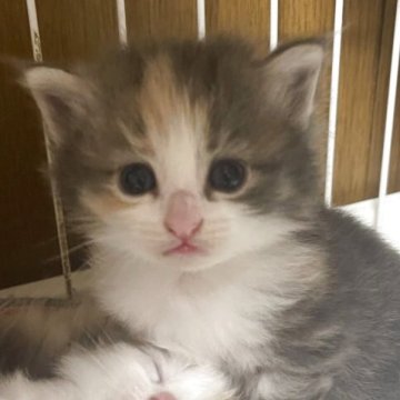 ノルウェージャンフォレストキャット【富山県・女の子・2025年9月16日・パステル三毛】の写真「おでこクリームのかわいいカラー」