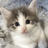 ノルウェージャンフォレストキャット
