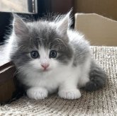 ノルウェージャンフォレストキャット