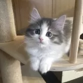 ノルウェージャンフォレストキャット