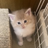 ノルウェージャンフォレストキャット