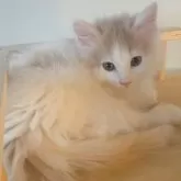 ノルウェージャンフォレストキャット