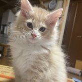 ノルウェージャンフォレストキャット