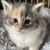 ノルウェージャンフォレストキャット