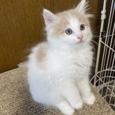 ノルウェージャンフォレストキャット