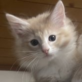 ノルウェージャンフォレストキャット