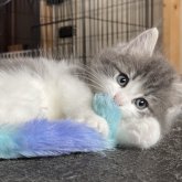 ノルウェージャンフォレストキャット