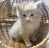 ノルウェージャンフォレストキャット