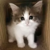 ノルウェージャンフォレストキャット