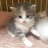 ノルウェージャンフォレストキャット【富山県・女の子・2025年9月16日・パステル三毛】の写真2