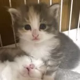 ノルウェージャンフォレストキャット【富山県・女の子・2025年9月16日・パステル三毛】の写真4