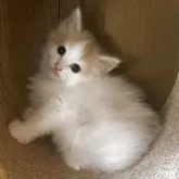 ノルウェージャンフォレストキャット【富山県・女の子・2025年9月16日・クリームタビーアンドホワイト】の写真2