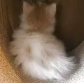 ノルウェージャンフォレストキャット【富山県・女の子・2025年9月16日・クリームタビーアンドホワイト】の写真3