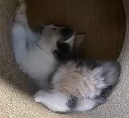 ノルウェージャンフォレストキャット【富山県・女の子・2024年10月24日・ダイリュートキャリコ】の写真8