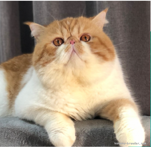 朴宇ブリーダー