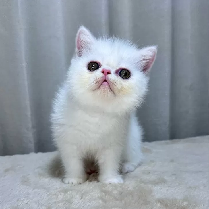 ID：2407-00070の子猫