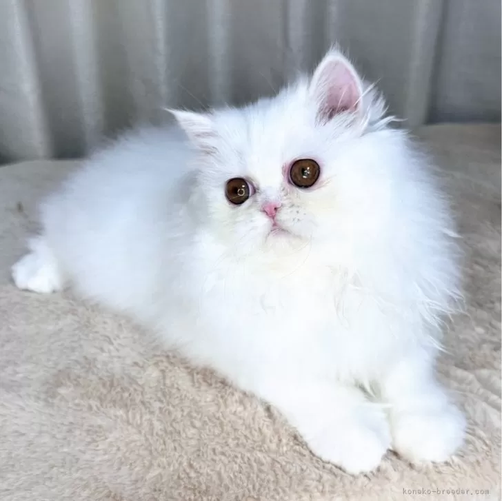 MOMO 様のお迎えした子猫