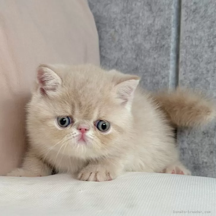 ID：2401-00945の子猫
